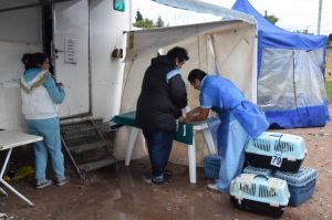 En Merlo se siguen haciendo castraciones gratuitas
